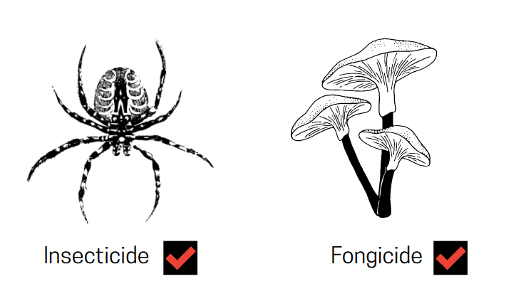 traitement insecticide et fongicide 
